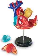 Heart Anatomy Display Model-Fire. Police & Hospital, Human Body, Imaginative Play, Learning Resources, S.T.E.M, Stock-Learning SPACE