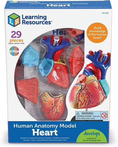 Heart Anatomy Display Model-Fire. Police & Hospital, Human Body, Imaginative Play, Learning Resources, S.T.E.M, Stock-Learning SPACE