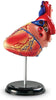 Heart Anatomy Display Model-Fire. Police & Hospital, Human Body, Imaginative Play, Learning Resources, S.T.E.M, Stock-Learning SPACE