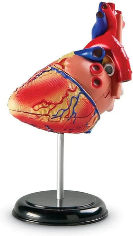 Heart Anatomy Display Model-Fire. Police & Hospital, Human Body, Imaginative Play, Learning Resources, S.T.E.M, Stock-Learning SPACE